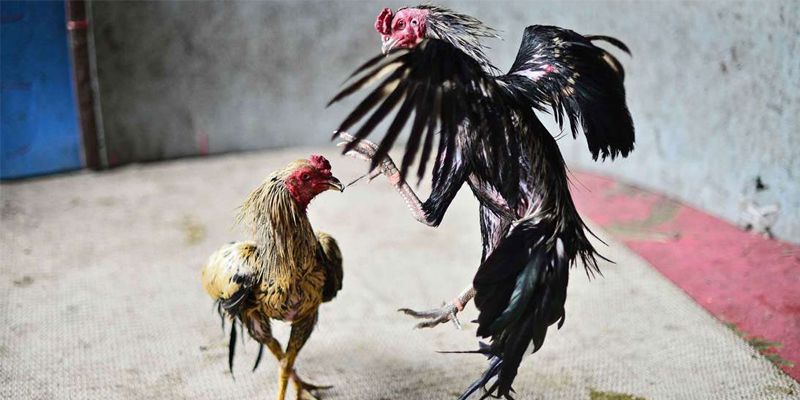 Gà lai - giống gà chọi Việt Nam có đặc tính khác biệt 