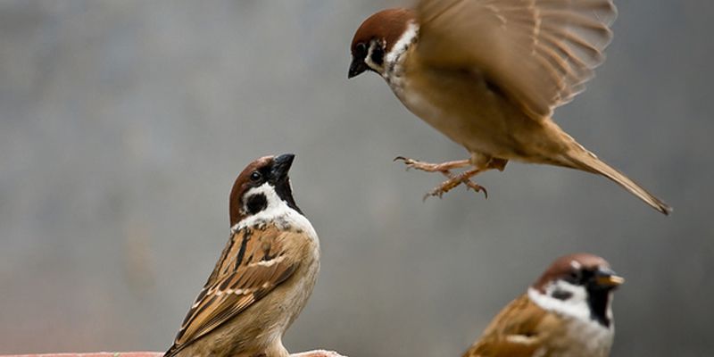 Chim sẻ bay quanh nhà dự báo cho điều gì hay chim sẻ bay vào nhà đánh con gì?