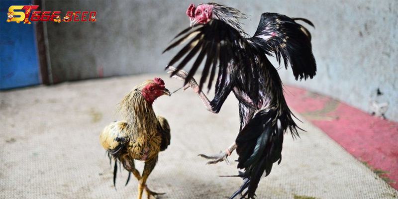 Một số mẹo khi nuôi gà chọi giúp tăng khả năng chiến đấu